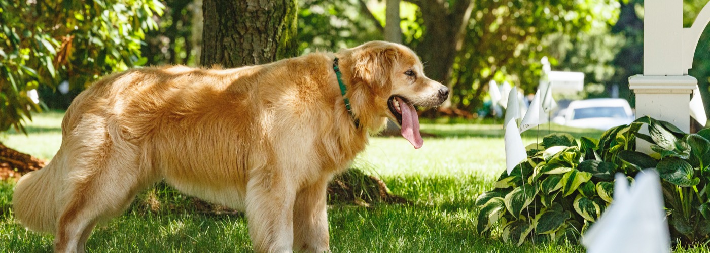 DogWatch of Northern Kentucky, Park Hills, Kentucky | Outdoor Hidden Dog Fences Slider Image