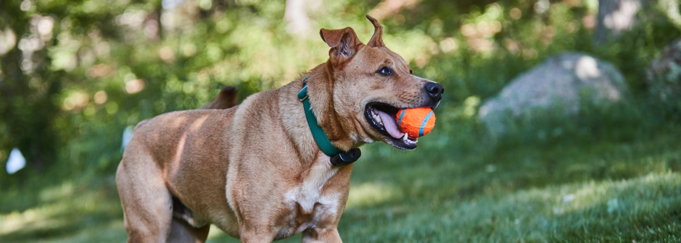 DogWatch of Northern Kentucky, Park Hills, Kentucky | ProFenceX Slider Image